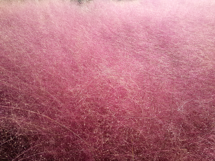 안성팜랜드에서 만난 핑크뮬리의 분홍분홍한 풍경