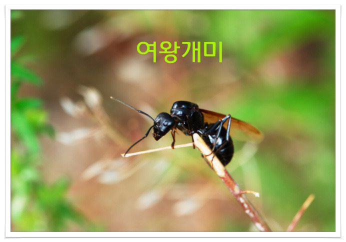 여왕개미와 수개미, 날개개미