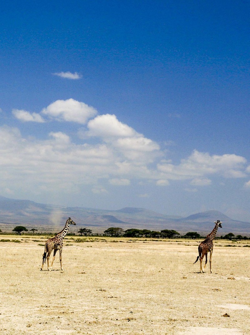 [비즈니스 클래스 커플 세계일주여행] 7.5일째 케냐 암보셀리 사파리: 얼룩말, 치타, 기린 가족