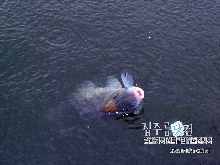 시흥시 조남동 왕골낚시터 나들이