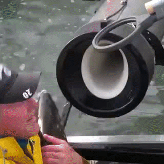 미국에서 산란기의 연어를 댐 너머로 옮겨주는 방법