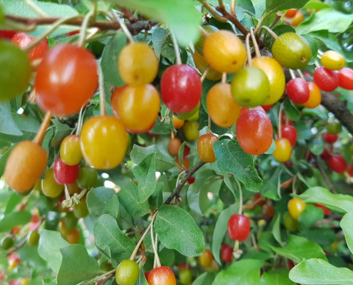 보리수나무 효능 및 뜰보리수 열매 먹는 법