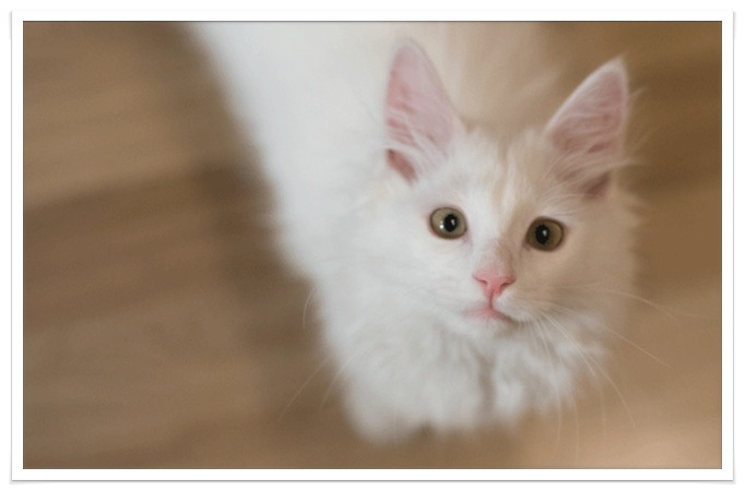 고양이 곰팡이성 피부병