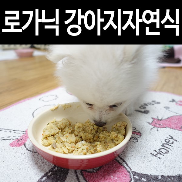 랑이네식탁 강아지간식: 강아지수제간식만 좋아하는 폼피츠 송이!