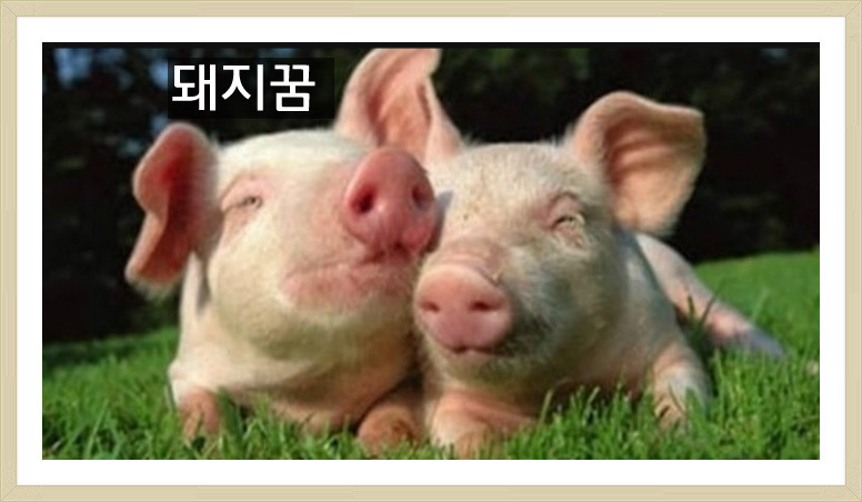 로또꿈 돼지꿈