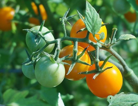 토마토효능 및 종류 토마토요리 먹는 법