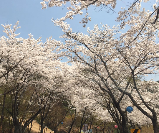 팔공산 벚꽃축제 2018 2019 가즈아.