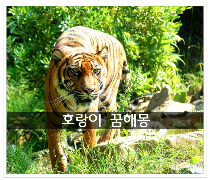호랑이 꿈해몽