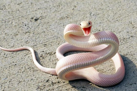 뱀에 물리는 꿈 : 귀 짱이네