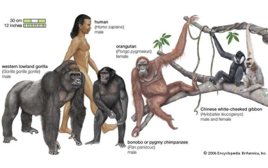 고릴라 침팬지 인간, 영장류의 힘, 악력 비교!