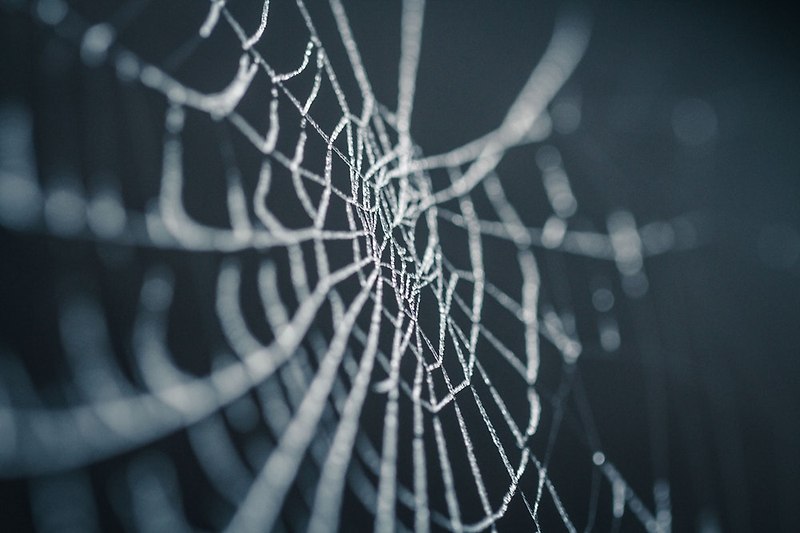 거미줄과 웹