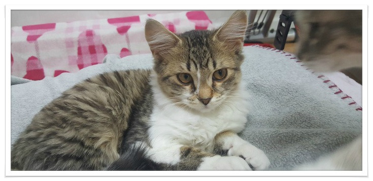 고양이 꿈