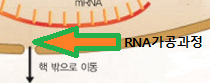 RNA의 가공과정!! 정보