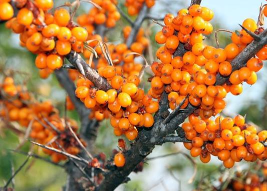 비타민나무 열매 효능 및 성분, 비타민열매가루 먹는 법