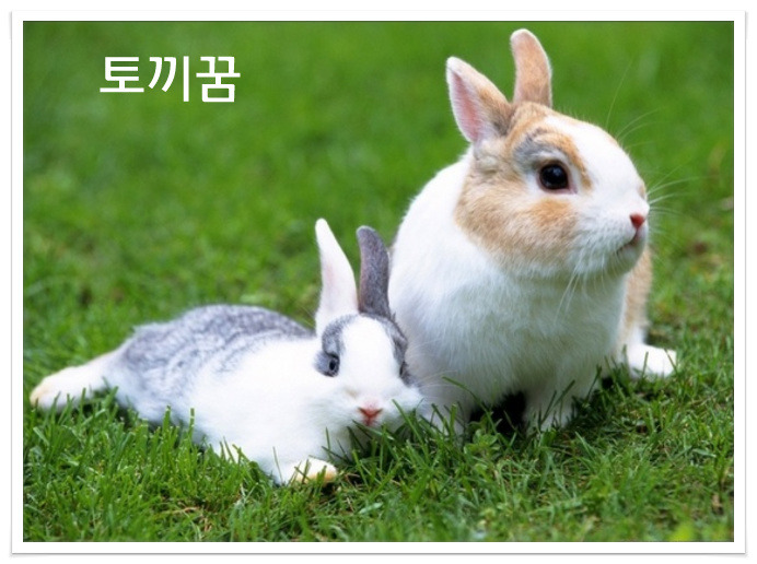 토끼꿈, 산토끼꿈