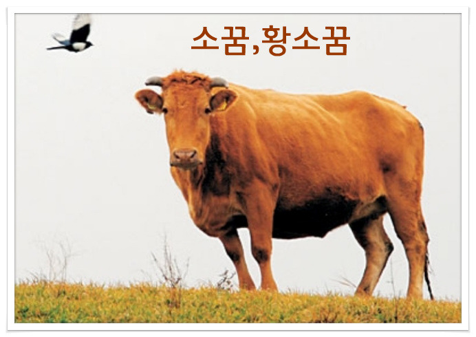소꿈, 황소꿈, 누런황소에 관한꿈