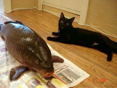 고양이에게 생선맡기기