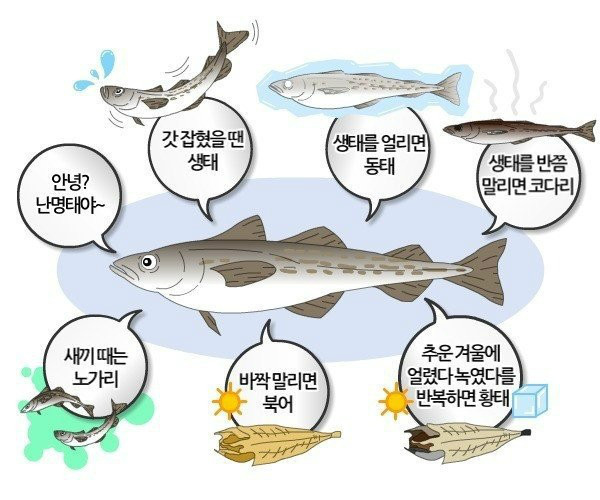 한국인이 가장 많이 먹는 생선
