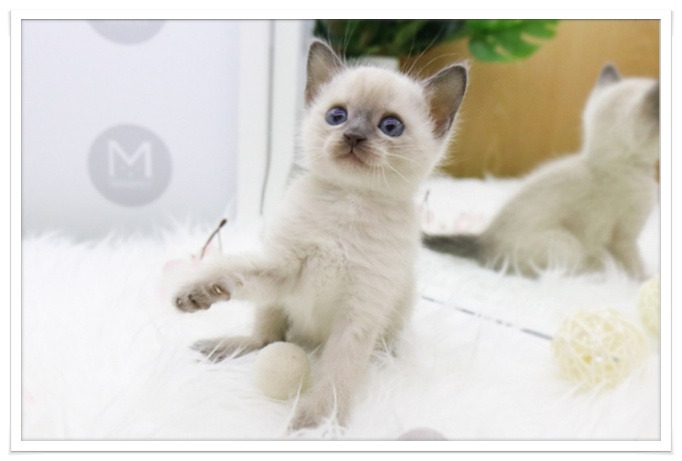 고양이 구토의 원인과 해결책