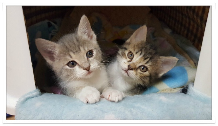 고양이 기생충