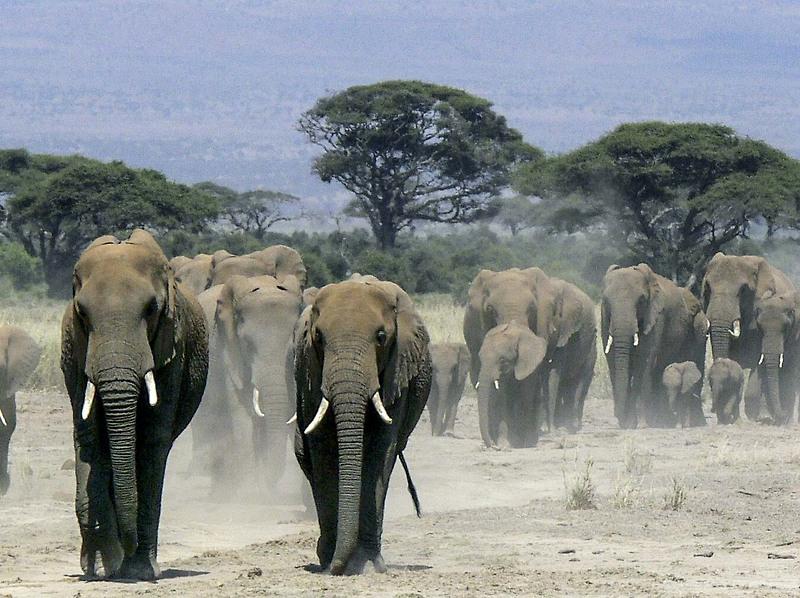 [비즈니스 클래스 커플 세계일주여행] 7일째 한낮 케냐 암보셀리 코끼리 사파리