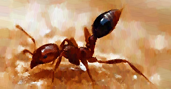 말벌처럼 위험한 붉은불개미