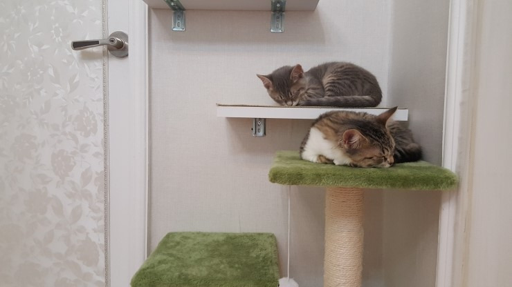 고양이 캣타워