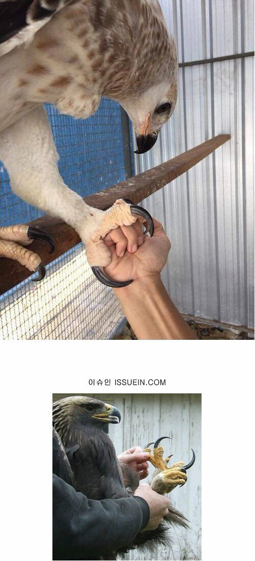 독수리의 실제 발톱크기