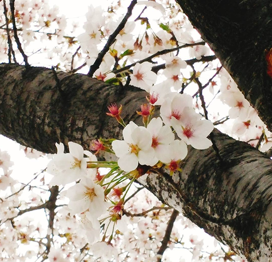 금천구 벚꽃축제 맛집 보너스 정보