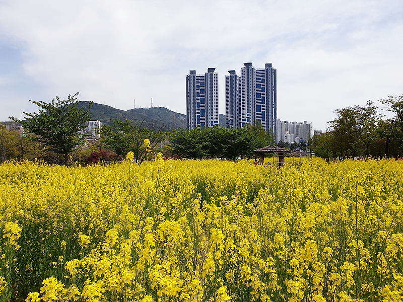 부산시민공원 유채꽃 데이트와 소풍을 즐겨요!
