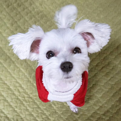 enumcut.com (이넘컷) : 귀여운 강아지 사진 쉬운 누끼따기 (사진배경제거)