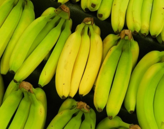 바나나가 우리 몸에 좋은 이유! 유익균의 활성화, 운동 후 부작용을 예방, 식욕 억제제로 작용, 혈압 안정화!