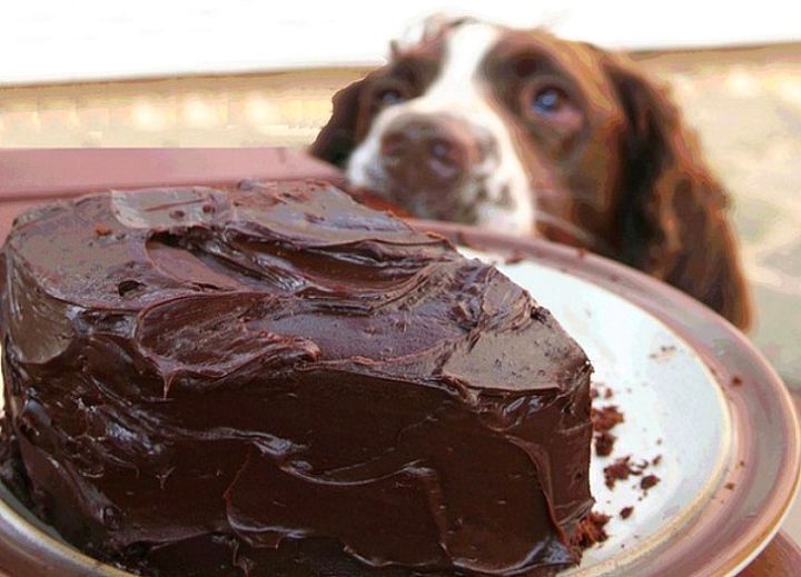 애견인이 공감하는 강아지 절대 먹으면 안되는 음식 15가지