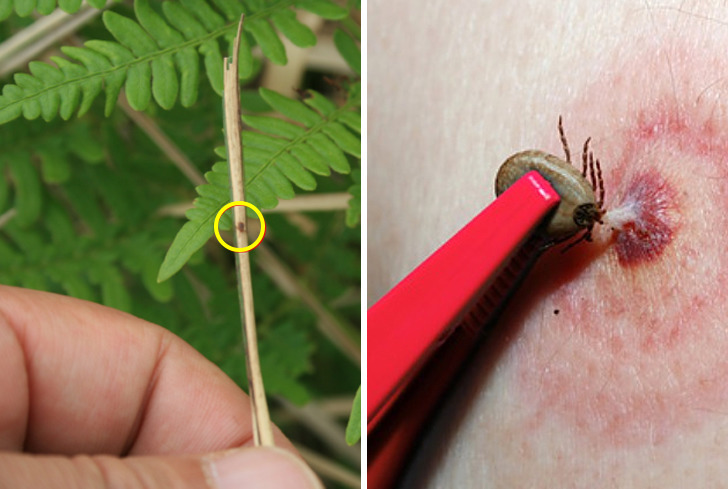 살인 독개미보다 작은 진드기가 진짜 무서운 이유