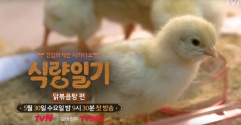 tvN 식량일기 닭볶음탕편에 대한 유감