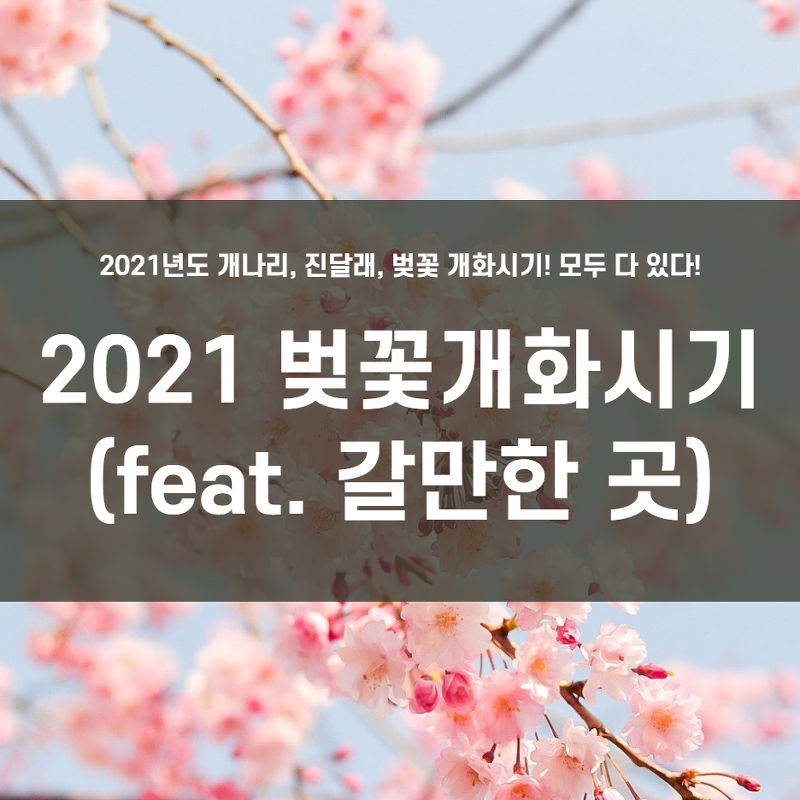 2021 벚꽃 개화시기 (feat. 만개시기는 언제?)