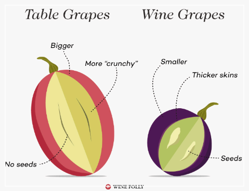 [와인이야기] 와인 한병은 몇 잔 나올까?, 와인을 만드는 포도는? 와인잔 용량과 따르는 양, 와인용 포도