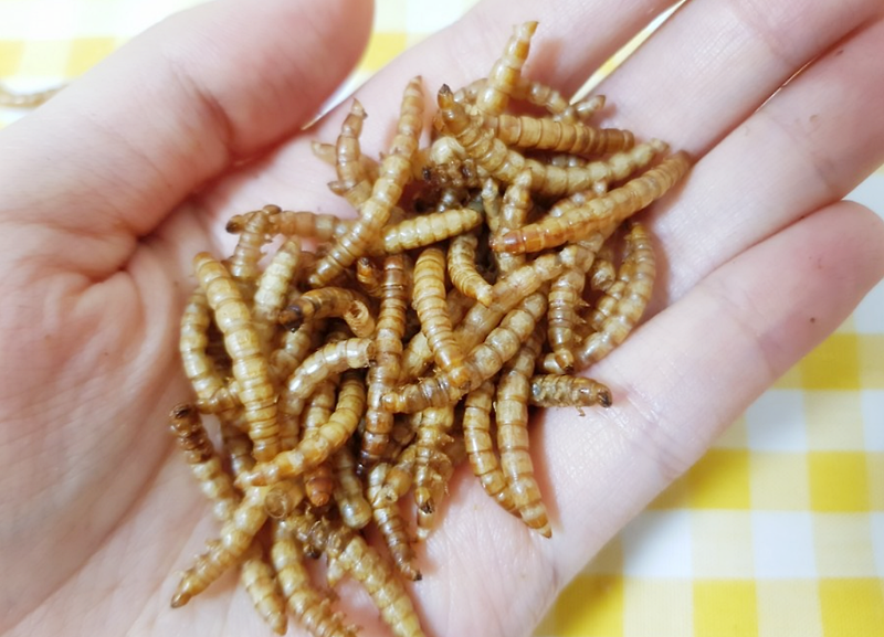 Ynsect, 새로운 유럽 시장에서 식용 '소형 밀웜' 제품 상용화 준비 마쳐