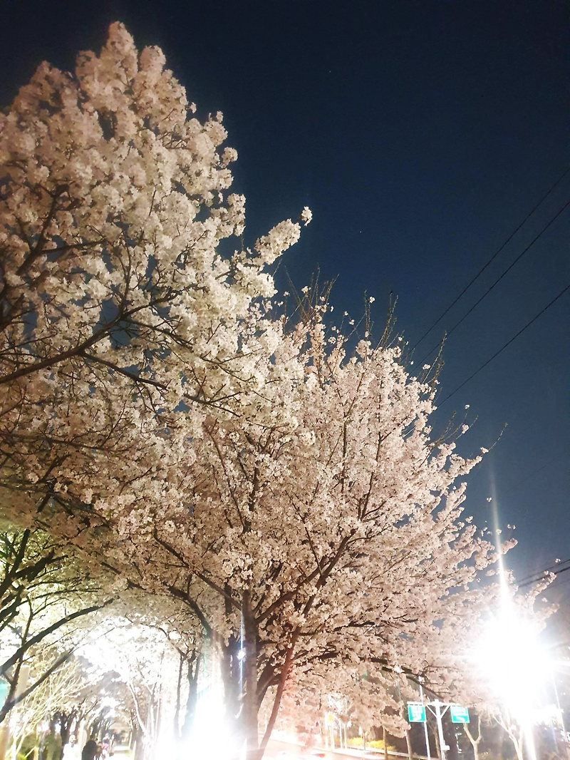숨겨진 서울 벚꽃 명소 (안양천 벚꽃길)