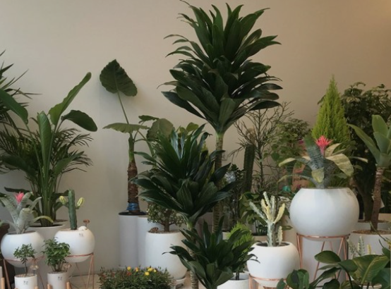 공기청정기 대신 놔두면 좋은 공기정화 식물 추천 베스트10