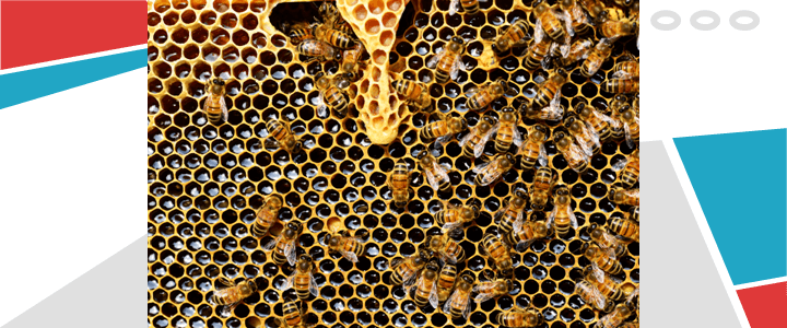 꿀 효능과 먹는 방법