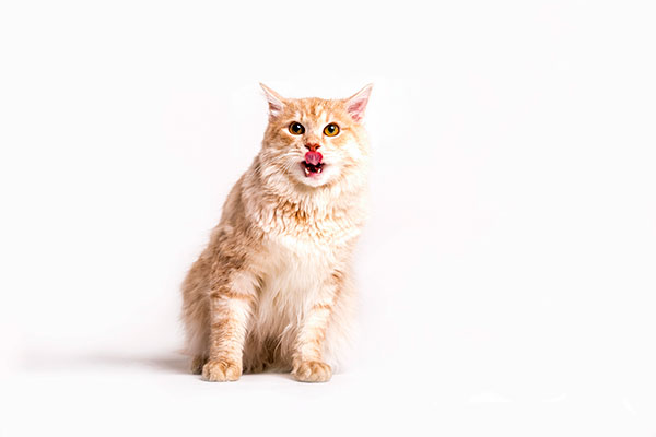 고양이 토하는 이유 8가지 구토 원인 및 대처방법