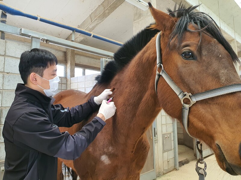 '정기 방역'은 말(馬)이야..한국마사회 말 전염병 퇴치위한 전국 말 방역사업 완료