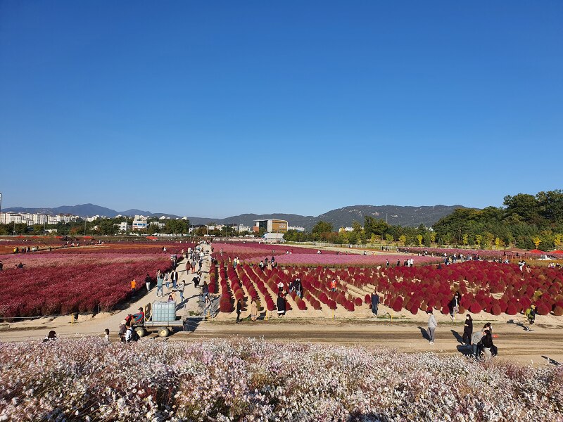 가을 주말 가볼만한곳 - 양주 나리공원 핑크뮬리, 천일홍 꽃축제