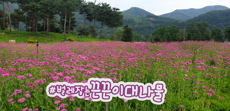 벌레잡는끈끈이대나물 꽃 자라섬 남도꽃정원