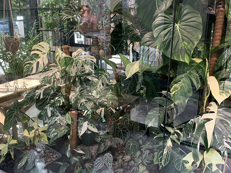 몬스테라 알보와 희귀식물이 가득한 창원 가로수길 식물 카페 보타미!