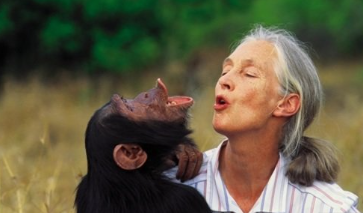 침팬지와의 감정적 교류와 공감에 집중했던 제인 구달