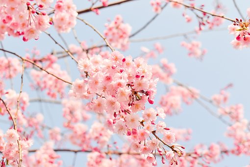 벚꽃 만개시기, 4월 전국 꽃축제 일정