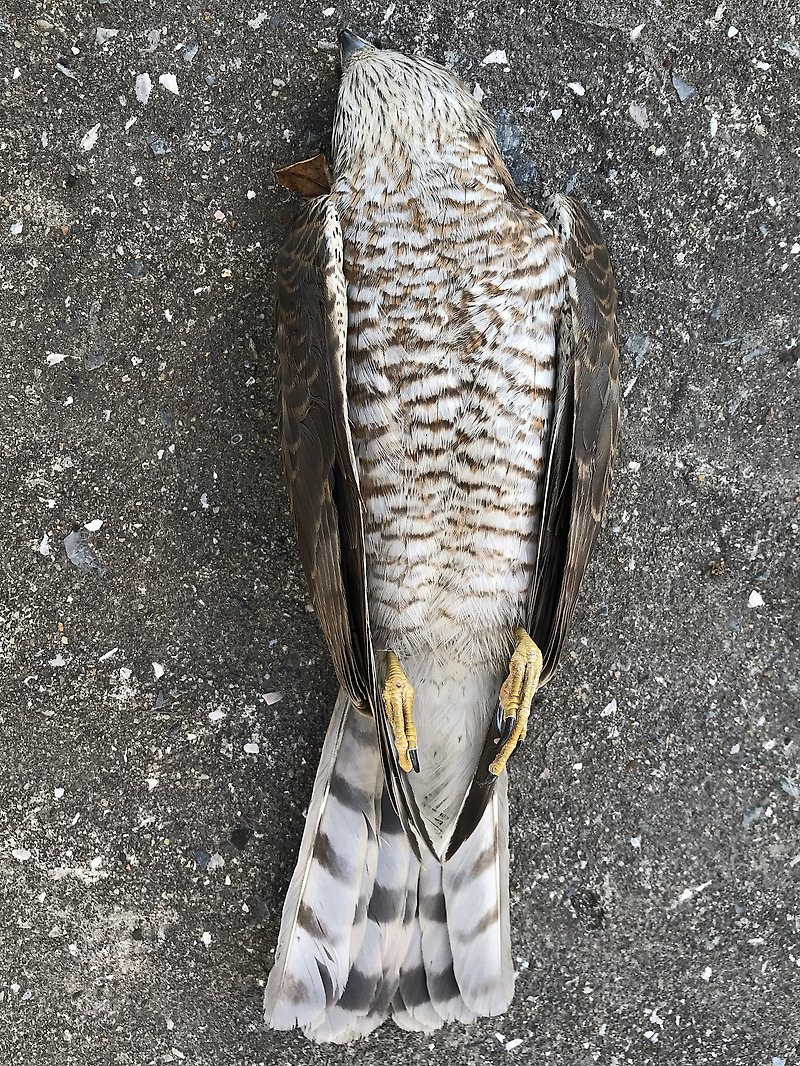 [수리과] 새매(Eurasian Sparrowhawk) 안타깝게 죽어서 만났다.