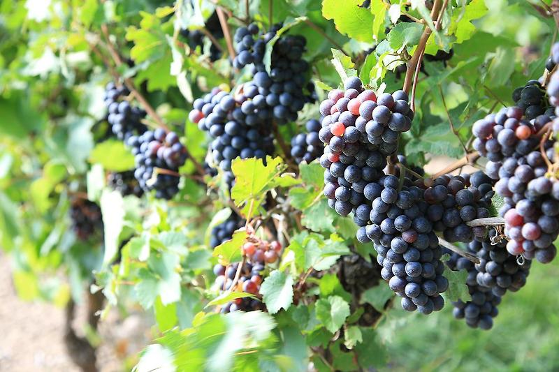[ 와인 ] 포도의 재배 조건